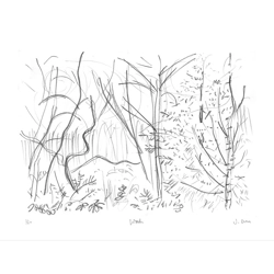 Woods - print