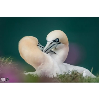 Bempton Cliffs