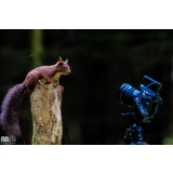 Red Squirrels