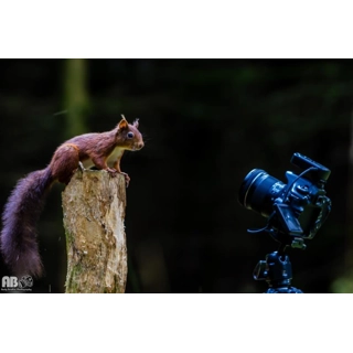 Red Squirrels