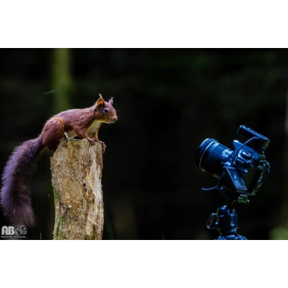 Red Squirrels