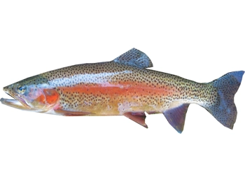 Rainbow Trout trailer Decal