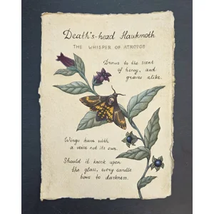 Elisavet Bachatouridi - Death’s-head Hawkmoth