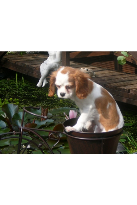 Snuffles Pen and Ink