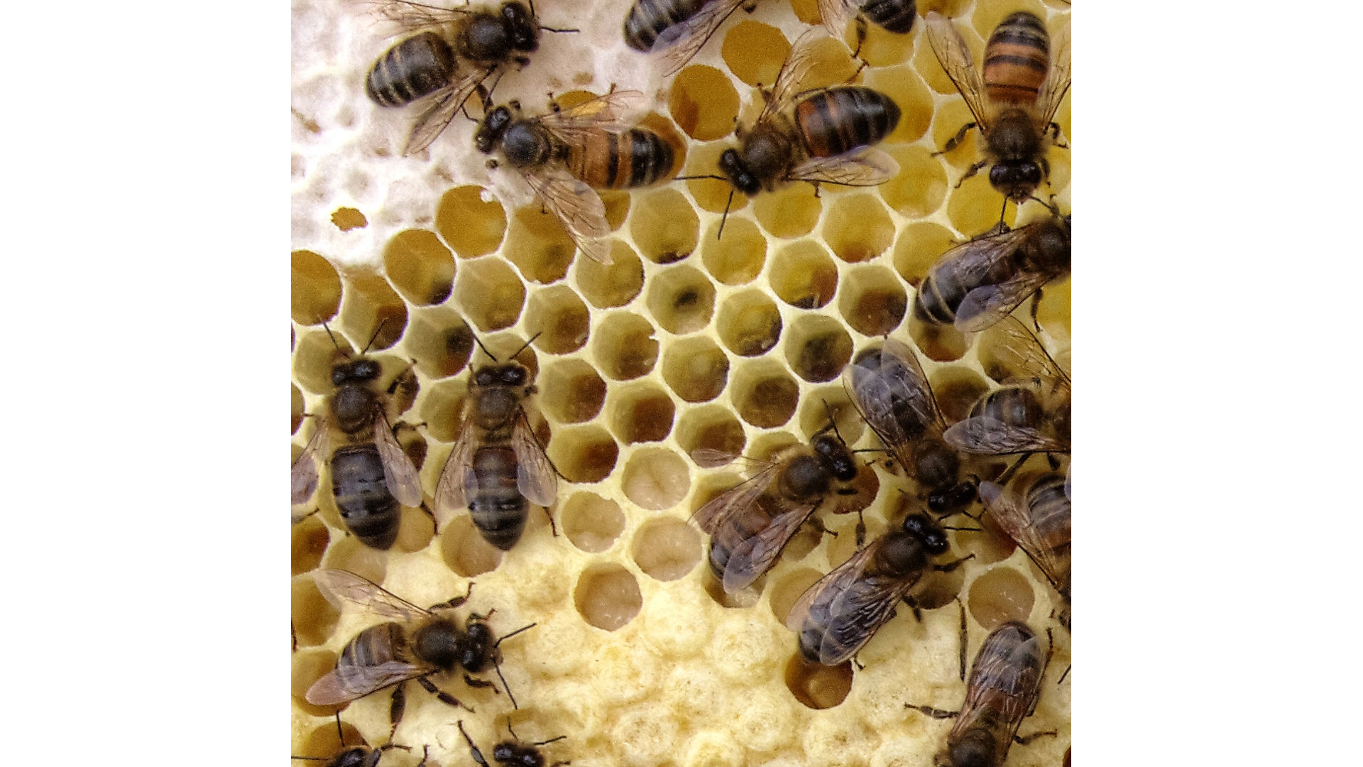 bees on comb