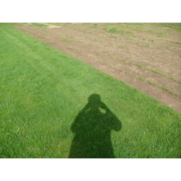 Cultivated Turf min order 20 sq yrds, delivery £5-20. NO V..