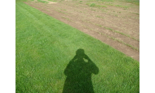 Cultivated Turf min order 20 sq yrds, delivery £5-20. NO VAT.