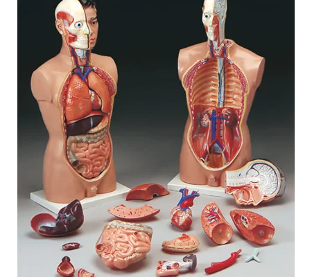 Full-Size Male Torso, Dissectible