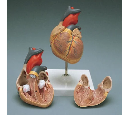 Heart Model, Anatomically correct, Dissectible - 2 parts