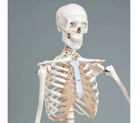 Mr. Plain Human Skeleton, Lifesize, w/Mobile Stand