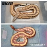 Golden Eye Pos VPI/Genetic Stripe