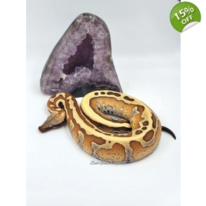 1.0 ZGR Stripe Blood Python