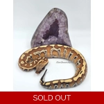 1.0 POS ZGR Stripe Blood Python