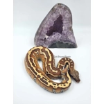 1.0 POS ZGR Stripe Blood Python