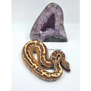 1.0 POS ZGR Stripe Blood Python