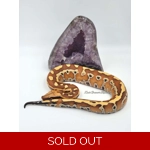 1.0 Redhead Blood Python