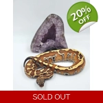 0.1 Prob ZGR Stripe Blood Python