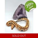 0.1 Redhead Blood Python