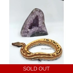 1.0 Striped Blood Python