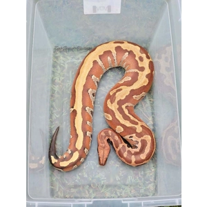 1.0 Marter Redhead (Proven)