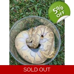 0.1 Pastel Butter Enchi Het Clown (Proven)