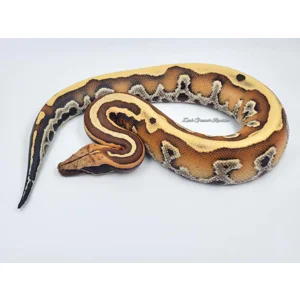 1.0 VPI Stripe Het T+ Albino