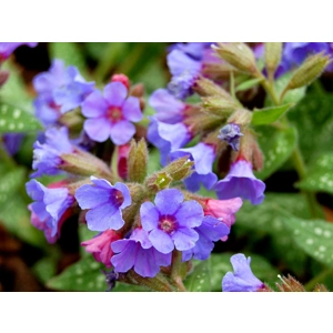 Pulmonaria 'Trevi Fountains'