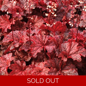 Heuchera 'Cajun Fire'