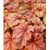 Heucherella 'Copper Cascade'