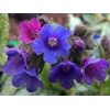 Pulmonaria longifolia 'Cevennensis'