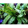 Pulmonaria longifolia 'Cevennensis'