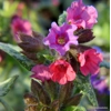 Pulmonaria 'Silver Bouquet'