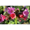 Pulmonaria 'Silver Bouquet'