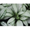 Pulmonaria 'Silver Bouquet'