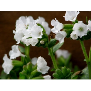 Pulmonaria 'Sissinghurst White'