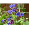 Pulmonaria Cotton Cool'