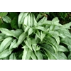 Pulmonaria Cotton Cool'