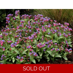 Pulmonaria 'Dark Vader'