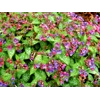 Pulmonaria 'Dark Vader'