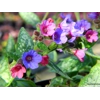 Pulmonaria 'Dark Vader'