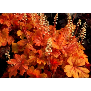 Heucherella 'Buttered Rum'