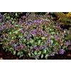 Pulmonaria 'Excalibur'