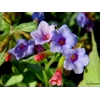 Pulmonaria 'Excalibur'