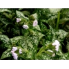 Pulmonaria 'Moonshine'
