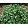 Pulmonaria 'Moonshine'