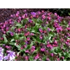 Pulmonaria 'Silver Bouquet'