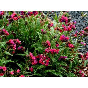 Pulmonaria 'Raspberry Splash'