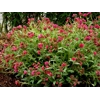 Pulmonaria 'Raspberry Splash'