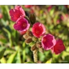Pulmonaria 'Raspberry Splash'