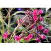 Pulmonaria 'Raspberry Splash'